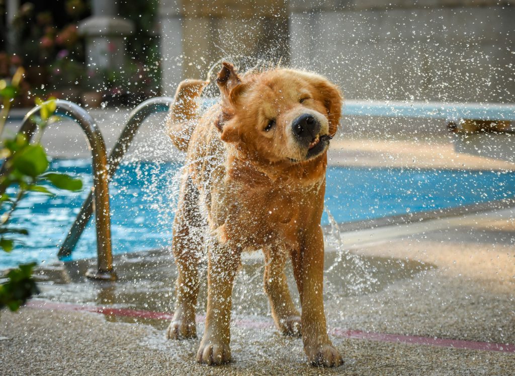 dog in a pool